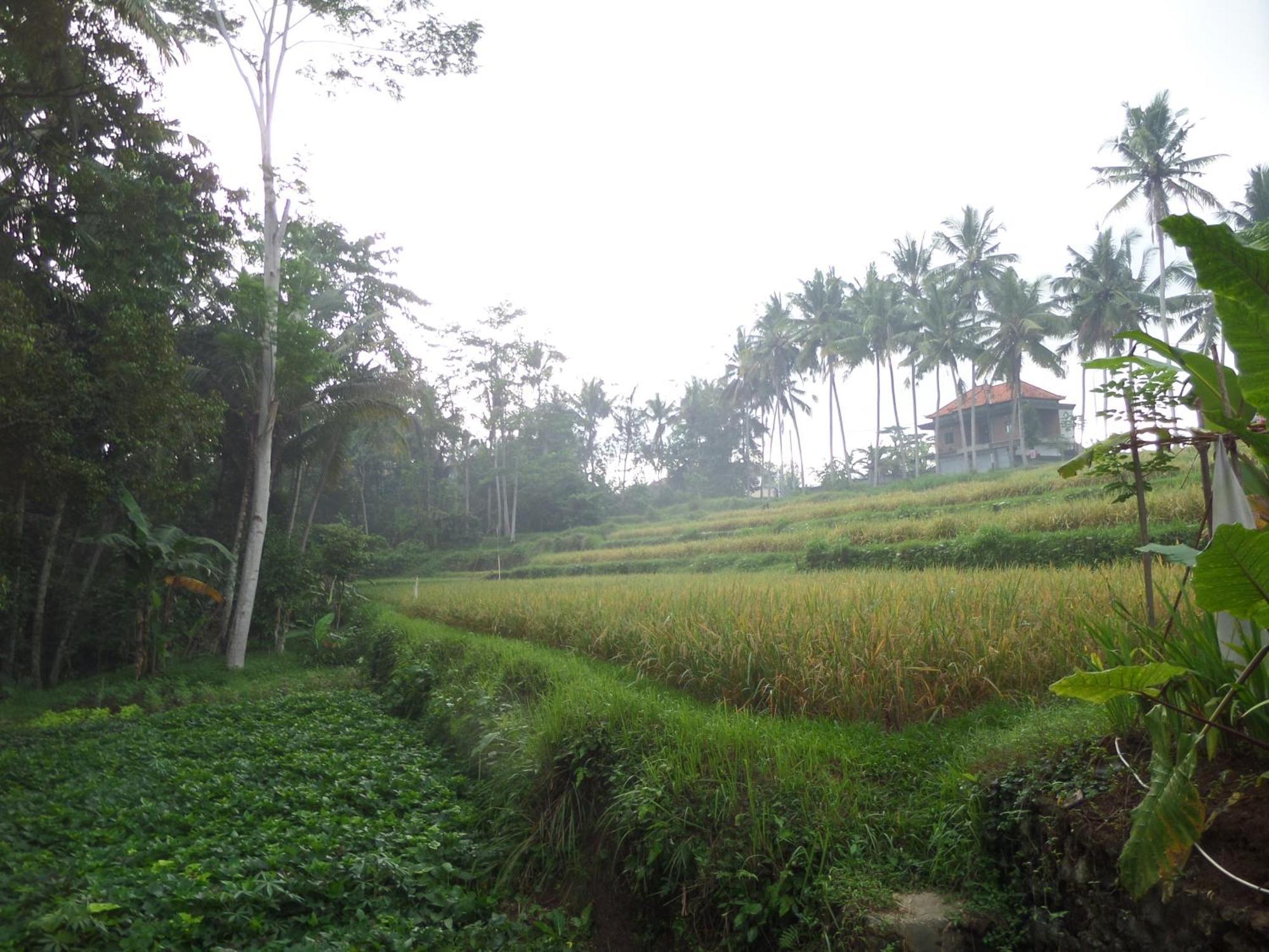 Alam Sembuwuk Ubud Hotel Ngoại thất bức ảnh